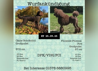 Großpudel braun
