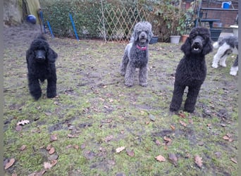 Großpudel / Königspudel Junghunde in schwarz mit DPK-VDH-FCI Papieren und EU-Heimtierpass