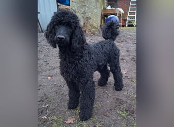 Großpudel / Königspudel Junghunde in schwarz mit DPK-VDH-FCI Papieren und EU-Heimtierpass