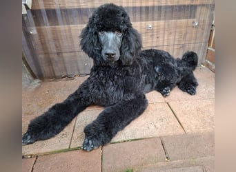 Großpudel / Königspudel Junghunde in schwarz mit DPK-VDH-FCI Papieren und EU-Heimtierpass