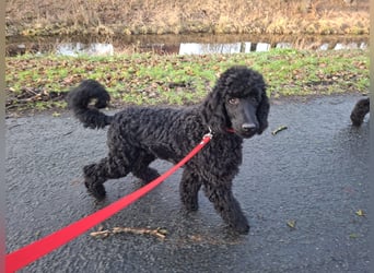 Großpudel / Königspudel Junghunde in schwarz mit DPK-VDH-FCI Papieren und EU-Heimtierpass