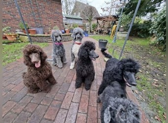 Großpudel / Königspudel Welpen 5 Monate alt  in schwarz mit DPK-VDH-FCI Papieren und EU-Heimtierpass