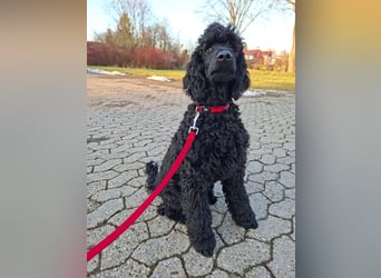 Großpudel / Königspudel Junghunde in schwarz mit DPK-VDH-FCI Papieren und EU-Heimtierpass