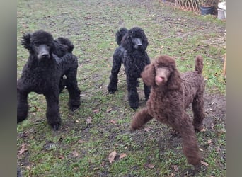 Großpudel / Königspudel Welpen 5 Monate alt  in schwarz mit DPK-VDH-FCI Papieren und EU-Heimtierpass