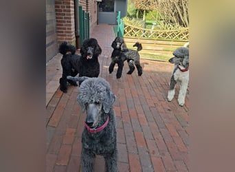 Großpudel / Königspudel Junghunde in schwarz mit DPK-VDH-FCI Papieren und EU-Heimtierpass