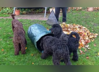 Großpudel Welpen in schwarz und braun mit DPK-VDH-FCI Papieren und EU-Heimtierpass