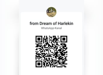 Großpudel Welpen in schwarz und braun mit DPK-VDH-FCI Papieren und EU-Heimtierpass