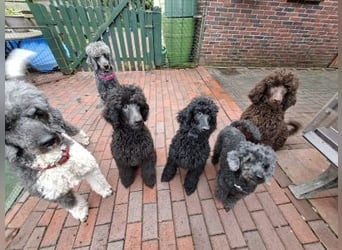 Großpudel / Königspudel Welpen 5 Monate alt  in schwarz mit DPK-VDH-FCI Papieren und EU-Heimtierpass