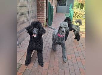 Großpudel / Königspudel Junghunde in schwarz mit DPK-VDH-FCI Papieren und EU-Heimtierpass