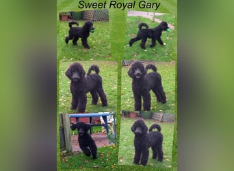 Großpudel Welpen in schwarz und braun mit DPK-VDH-FCI Papieren und EU-Heimtierpass