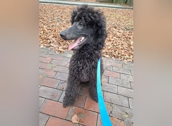 Großpudel / Königspudel Welpen 5 Monate alt  in schwarz mit DPK-VDH-FCI Papieren und EU-Heimtierpass