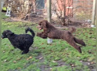 Großpudel / Königspudel Welpen 5 Monate alt  in schwarz mit DPK-VDH-FCI Papieren und EU-Heimtierpass
