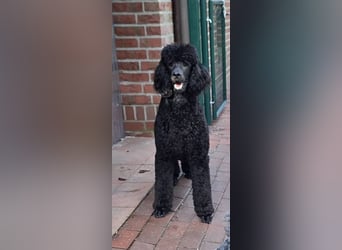 Großpudel / Königspudel Junghunde in schwarz mit DPK-VDH-FCI Papieren und EU-Heimtierpass