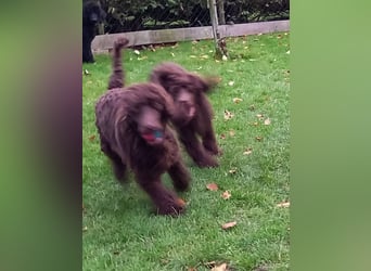 Großpudel Welpen in schwarz und braun mit DPK-VDH-FCI Papieren und EU-Heimtierpass