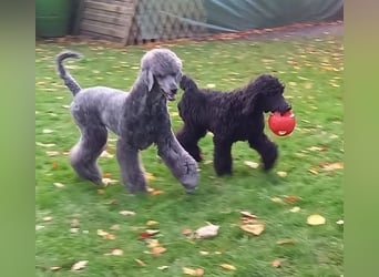 Großpudel Welpen in schwarz und braun mit DPK-VDH-FCI Papieren und EU-Heimtierpass