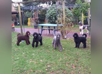 Großpudel Welpen in schwarz und braun mit DPK-VDH-FCI Papieren und EU-Heimtierpass