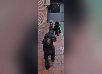 Großpudel / Königspudel Junghunde in schwarz mit DPK-VDH-FCI Papieren und EU-Heimtierpass