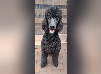 Großpudel / Königspudel Junghunde in schwarz mit DPK-VDH-FCI Papieren und EU-Heimtierpass