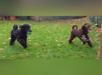 Großpudel Welpen in schwarz und braun mit DPK-VDH-FCI Papieren und EU-Heimtierpass