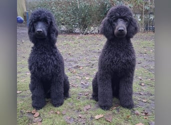 Großpudel / Königspudel Junghunde in schwarz mit DPK-VDH-FCI Papieren und EU-Heimtierpass