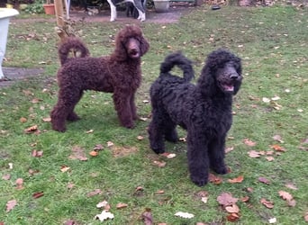 Großpudel Welpen in schwarz und braun mit DPK-VDH-FCI Papieren und EU-Heimtierpass