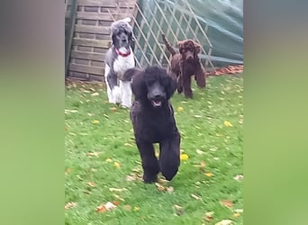 Großpudel Welpen in schwarz und braun mit DPK-VDH-FCI Papieren und EU-Heimtierpass