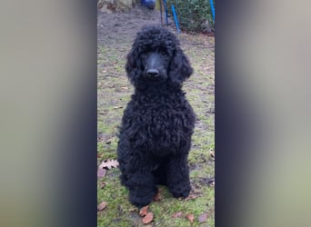 Großpudel / Königspudel Junghunde in schwarz mit DPK-VDH-FCI Papieren und EU-Heimtierpass