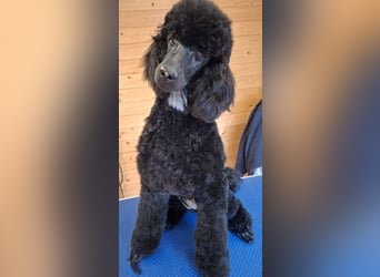 Großpudel / Königspudel Junghunde in schwarz mit DPK-VDH-FCI Papieren und EU-Heimtierpass