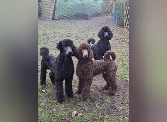 Großpudel / Königspudel Welpen 5 Monate alt  in schwarz mit DPK-VDH-FCI Papieren und EU-Heimtierpass