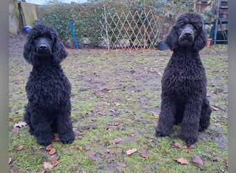 Großpudel / Königspudel Junghunde in schwarz mit DPK-VDH-FCI Papieren und EU-Heimtierpass