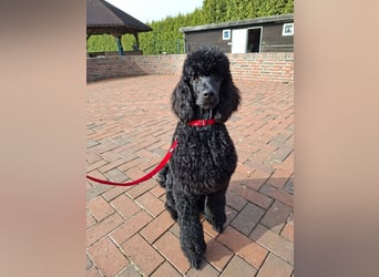 Großpudel / Königspudel Junghunde in schwarz mit DPK-VDH-FCI Papieren und EU-Heimtierpass