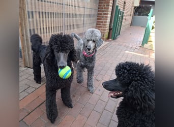 Großpudel / Königspudel Junghunde in schwarz mit DPK-VDH-FCI Papieren und EU-Heimtierpass