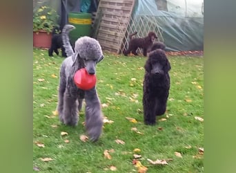 Großpudel Welpen in schwarz und braun mit DPK-VDH-FCI Papieren und EU-Heimtierpass
