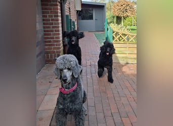 Großpudel / Königspudel Jungrüde schwarz Gary VDH/DPK Papiere