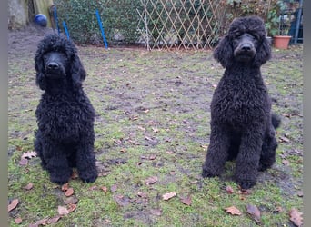 Großpudel / Königspudel Jungrüde schwarz Gary VDH/DPK Papiere