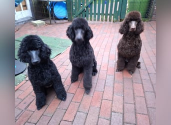 Großpudel / Königspudel schwarze Hündin Welpe Amira mit DPK/VDH Papiere