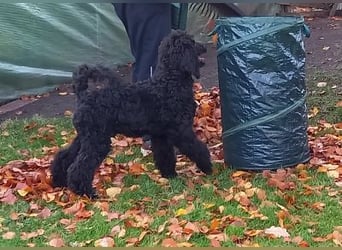 Großpudel Rüde Welpe schwarz,  navi grünes  Halsband
