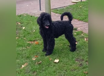 Großpudel schwarze Hündin Welpe Amira