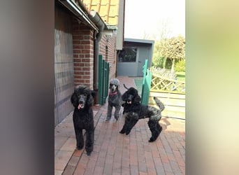 Großpudel / Königspudel Jungrüde schwarz Gary VDH/DPK Papiere