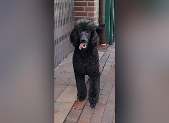 Großpudel / Königspudel Jungrüde schwarz Gary VDH/DPK Papiere