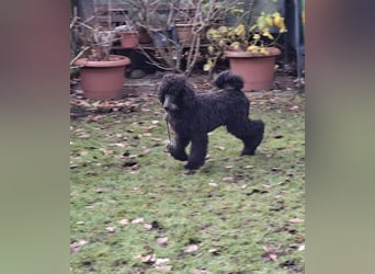 Großpudel / Königspudel Rüde Welpe schwarz Gary VDH/DPK Papiere