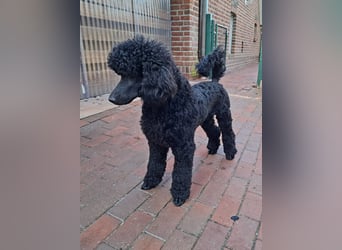 Großpudel / Königspudel schwarze  Junghündin Amira mit DPK/VDH Papiere