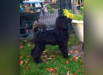 Großpudel Rüde Welpe schwarz,  navi grünes  Halsband