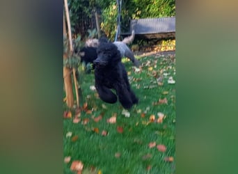 Großpudel Rüde Welpe schwarz,  navi grünes  Halsband