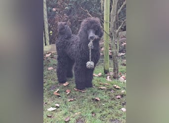 Großpudel / Königspudel Rüde Welpe schwarz Gary VDH/DPK Papiere