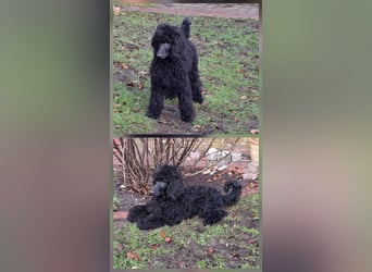 Großpudel / Königspudel schwarze Hündin Welpe Amira mit DPK/VDH Papiere