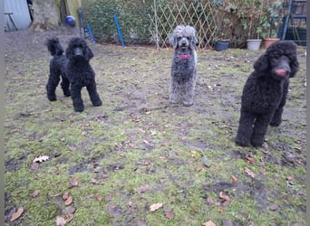 Großpudel / Königspudel Jungrüde schwarz Gary VDH/DPK Papiere