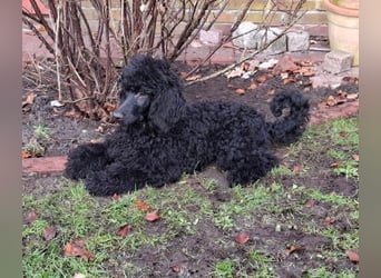 Großpudel / Königspudel schwarze Hündin Welpe Amira mit DPK/VDH Papiere
