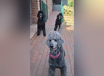 Großpudel / Königspudel Jungrüde schwarz Gary VDH/DPK Papiere