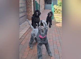 Großpudel / Königspudel schwarze  Junghündin Amira mit DPK/VDH Papiere